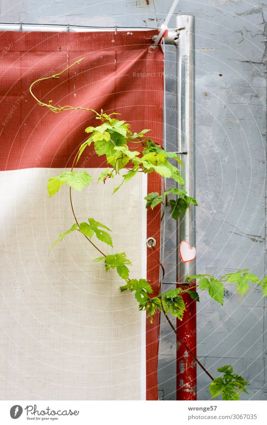 Green love Plant Summer Leaf Wild plant Wall (barrier) Wall (building) Facade Old Town Gray Red Tendril Leaf green Fence Hoarding Covers (Construction) Derelict