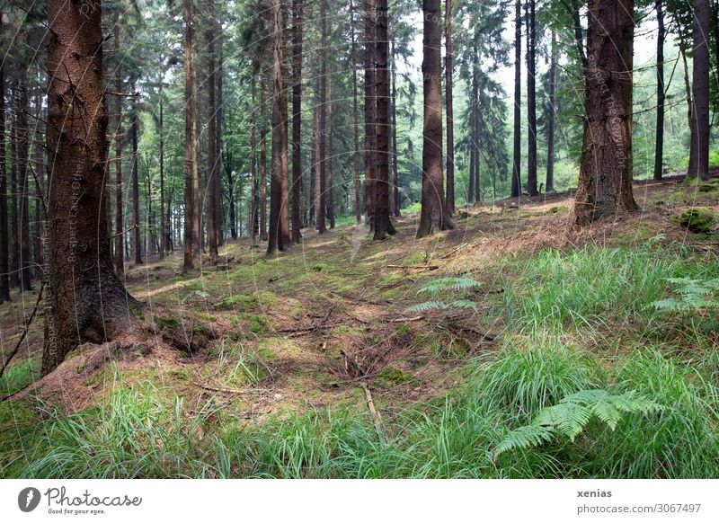 Trees in the summery forest Forest Environment Nature Landscape Animal Spring Summer Climate change Grass Fern Virgin forest Mountainous area naturally Brown