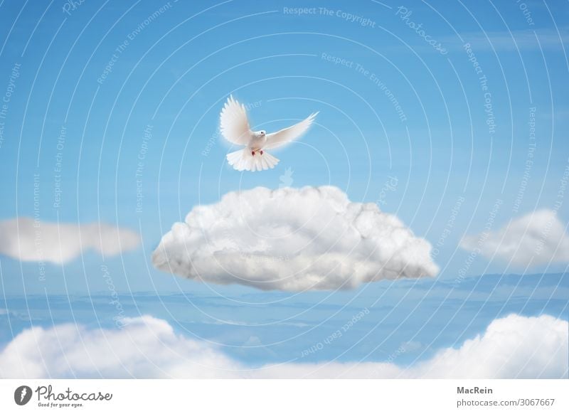 dove of peace Freedom Animal Clouds Bird Pigeon Flying White Peace Ease Collage Dove of peace Illustration Symbols and metaphors Cloud formation Heaven Wing