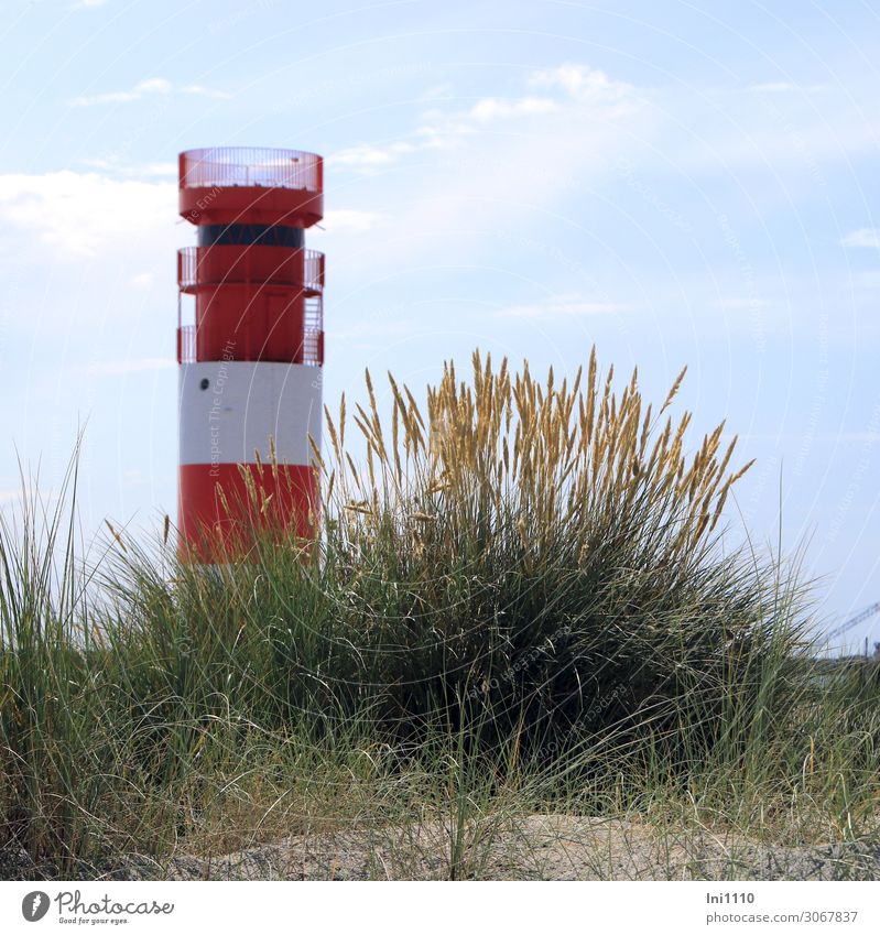 Lighthouse on the dune Landscape Summer Plant Grass Leaf Blossom Wild plant marram grass Coast Beach North Sea Island Blue Yellow Green Red White