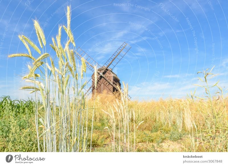 grain Food Grain Agriculture Forestry Environment Nature Landscape Summer Agricultural crop Colour photo Exterior shot Day Central perspective