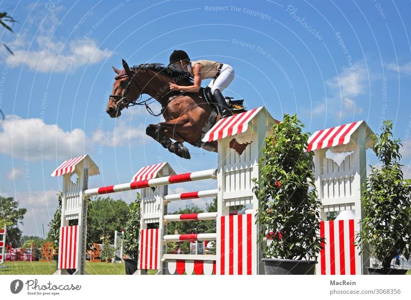Show jumper Show jumping equestrian sport Jumping tournament Exterior shot on on the outside Exterior shots at Equidae Behind from behind People Human being