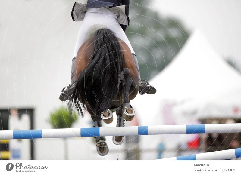 show jumper Sporting event Human being Horse Jump Large Above on at brd Federal Republic of Düsseldorf German Germans Germany European Good Behind Hind quarters