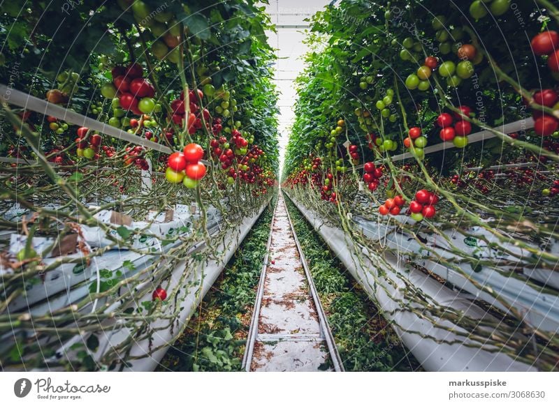 Mega Glasshouse for Tomatoes and Pepper Food Vegetable Tomato plantation Greenhouse Breed Nutrition Eating Organic produce Vegetarian diet Diet Fasting Healthy