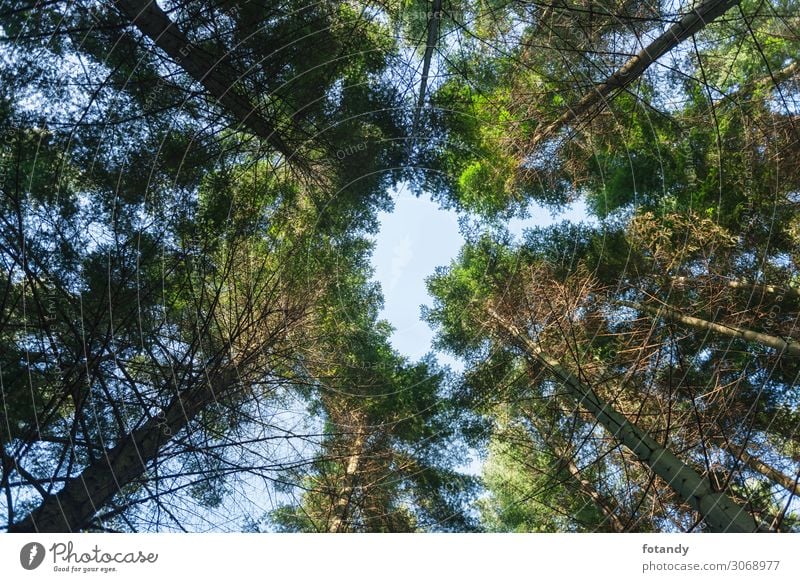 View to the tree tops of the coastal fir Environment Nature Landscape Plant Sky Spring Tree Forest Deserted Wood Tall Above Green Environmental protection