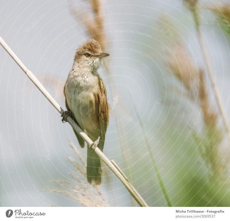 Reed Warbler in the Reed Nature Animal Sun Sunlight Beautiful weather Plant Common Reed Lakeside Wild animal Bird Animal face Wing Claw reed warbler Beak Eyes