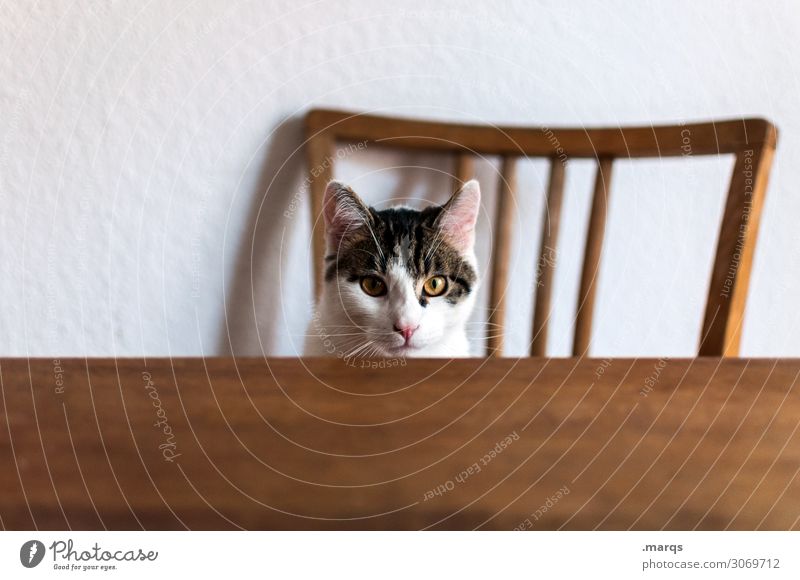 Kalle is hungry Animal Pet Cat 1 Table Backrest Sit Wait Funny Living or residing Colour photo Interior shot Copy Space left Copy Space bottom Isolated Image