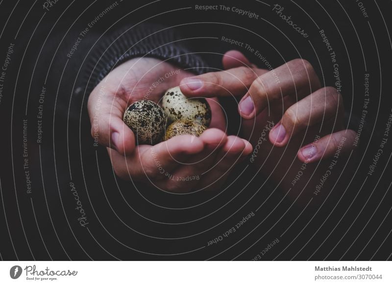 quail eggs in the hand Young woman Youth (Young adults) Hand Fingers 1 Human being 18 - 30 years Adults Environment Quail's egg Touch Discover To hold on