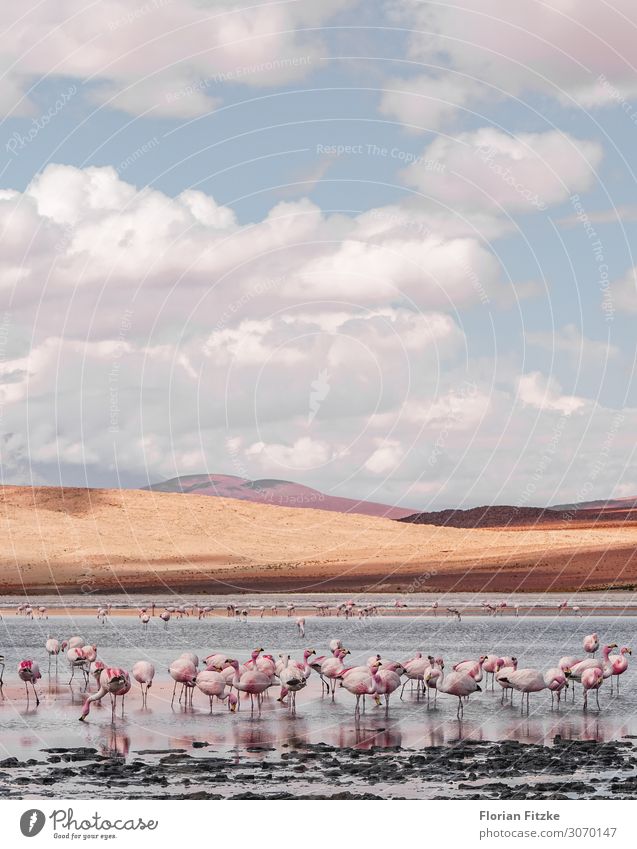 Beautiful lagoon in southern Bolivia with lots of pink flamingos Landscape Animal Sand Water Clouds Drought Hill Bog Marsh Wild animal Flamingo Herd Simple