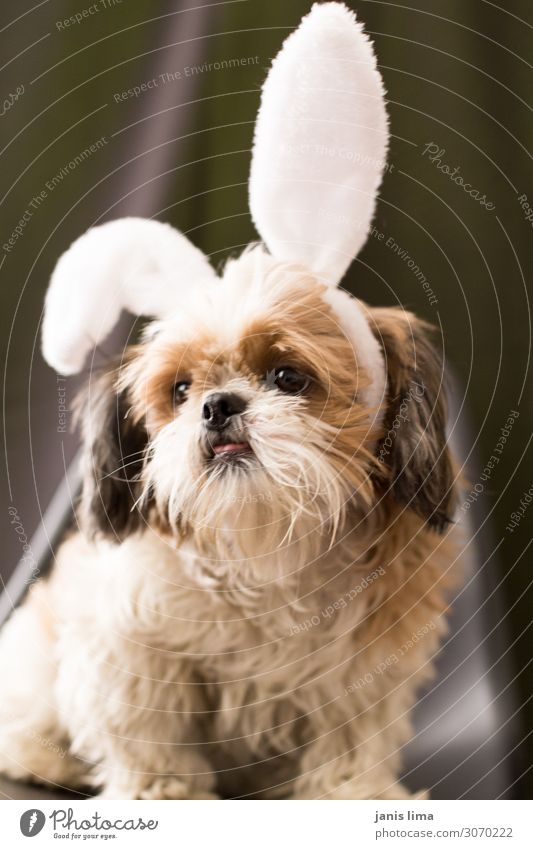cute dog with bunny costume Animal Pet Dog 1 Baby animal Friendliness Happiness Cute Costume Colour photo Interior shot Studio shot Deserted Neutral Background