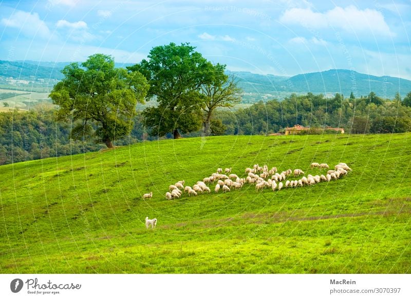 Flock of sheep in the Crete Tourism City trip Summer Summer vacation House (Residential Structure) Animal Grass Bushes Foliage plant Meadow Field Hill Village