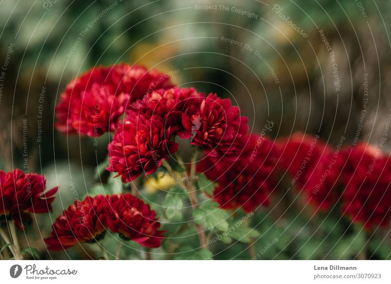 Red Chrysanthemum Garden Environment Nature Plant Flower Blossom Foliage plant Wild plant Blossoming Growth Esthetic Fragrance Elegant Fresh Healthy Natural