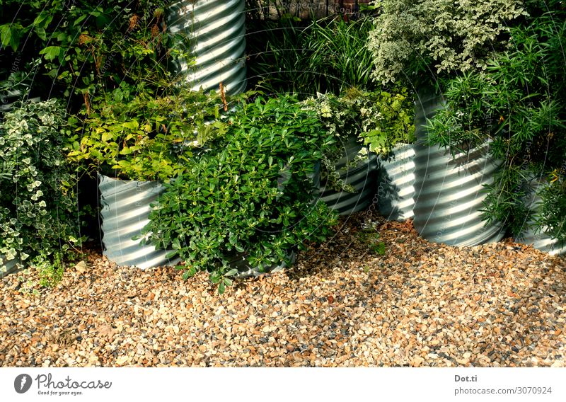 URBAN JUNGLE Plant Bushes Ivy Leaf Foliage plant Green plant tubs Vessel Pipe planted Lush Gravel do gardening Colour photo Exterior shot Deserted Day
