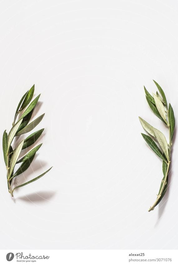 Two twig of olive tree on white background with copy space Herbs and spices Nature Plant Tree Leaf Fresh Natural Green White Peace agriculture branch Copy Space