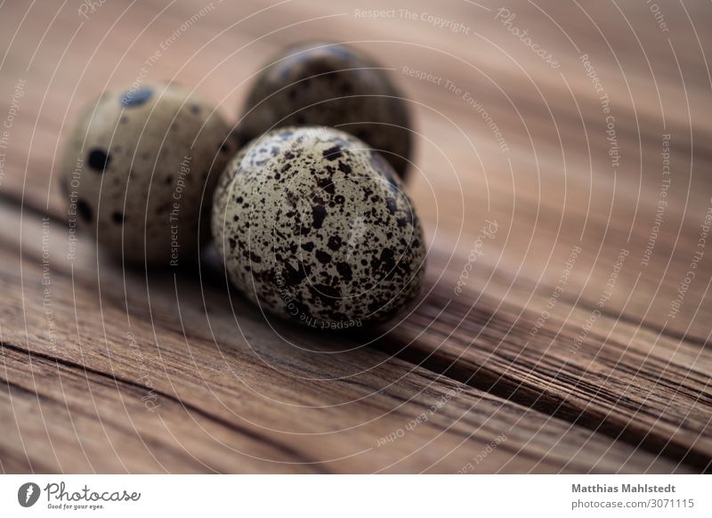 quail eggs Food Egg Environment Nature Wood Lie Exceptional Natural Brown To enjoy Idyll Colour photo Subdued colour Exterior shot Macro (Extreme close-up)