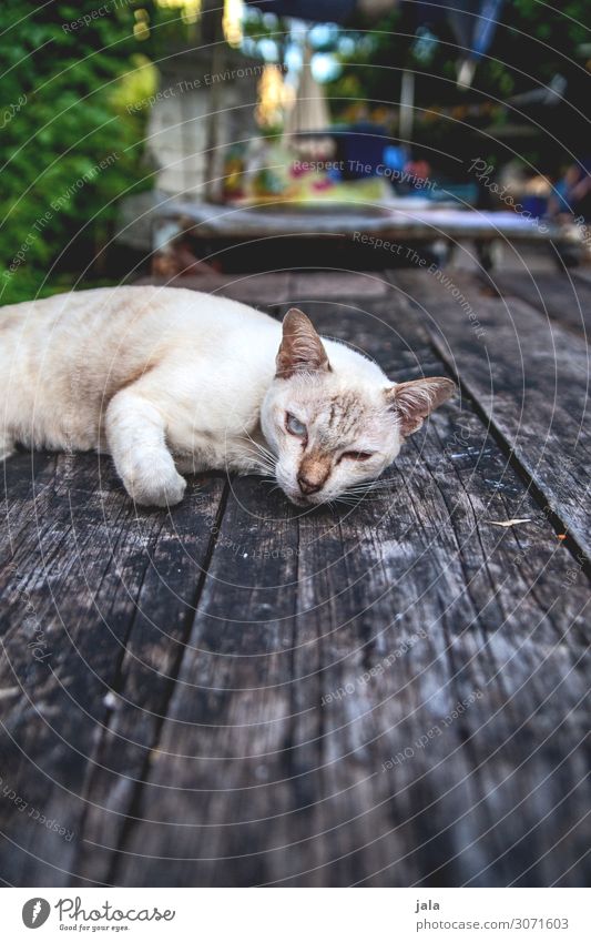 cat Table Animal Pet Cat 1 Observe Relaxation To enjoy Beautiful Cuddly Near Natural Cute Town Wooden table Colour photo Exterior shot Deserted Day