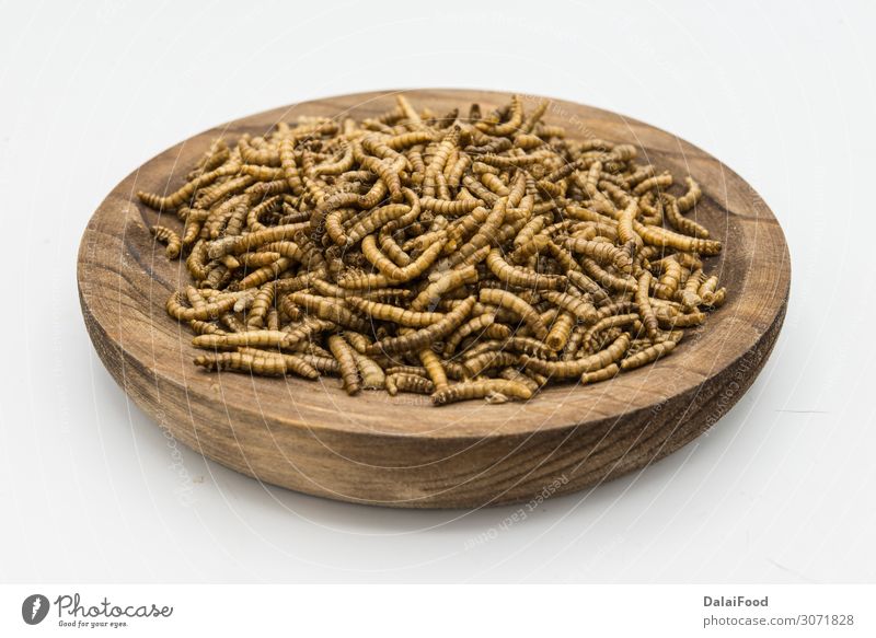 mealworms crustaceans tenebrio molitor isolated Bowl Body Nature Animal Worm Packaging Freeze Disgust Fresh Creepy Natural Brown Yellow Black White background