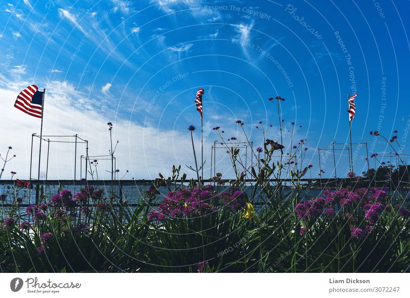 Flags and Flowers on the Atlantic Coast Environment Nature Landscape Plant Elements Earth Air Water Sky Clouds Horizon Sunlight Summer Climate Weather