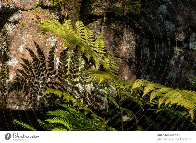 Fern with shadow Environment Nature Plant Natural Green Shadow play Colour photo Exterior shot Deserted Day Light