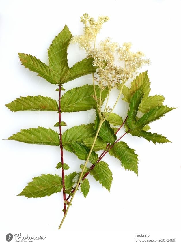 Filipendula, ulmaria, water plant, herb Nature Plant Blossom Wild plant Blossoming Authentic White maedesuess Aquatic plant Medicinal plant Meadow flower