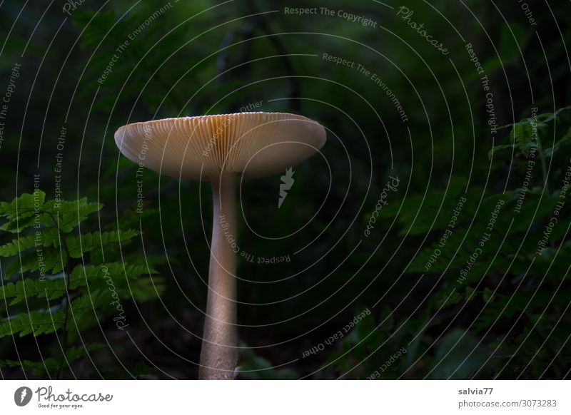 In the dark forest Environment Earth Plant Fern Leaf Mushroom Forest Growth Dark Calm Disk Colour photo Subdued colour Exterior shot Close-up Deserted