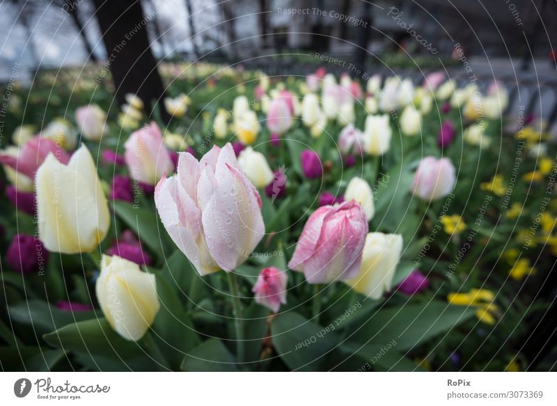 Tulips on a rainy day. Lifestyle Design Beautiful Healthy Wellness Harmonious Meditation Leisure and hobbies Vacation & Travel Tourism Sightseeing City trip