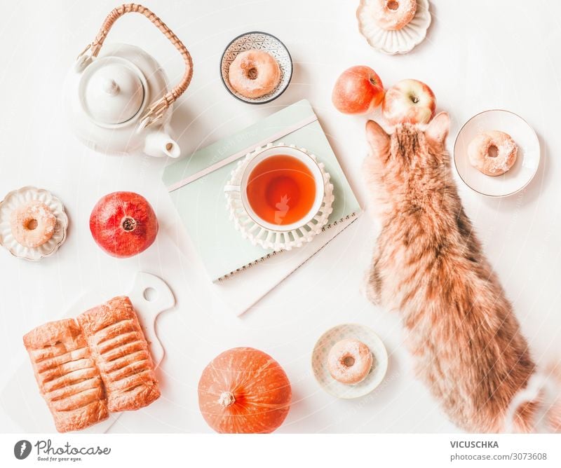 Autumn Still Life with Pumpkin, Cat and Tea Food Cake Nutrition Beverage Hot drink Lifestyle Style Living or residing Animal Design Donut Background picture