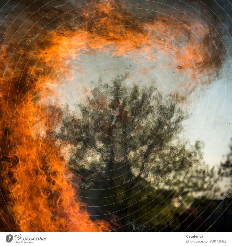Completely stupid | causing forest fires Fire Tree Blaze Flame Burn Embers Dangerous Wood ardor Arson threat negligent peril deadly Destruction Orange Black