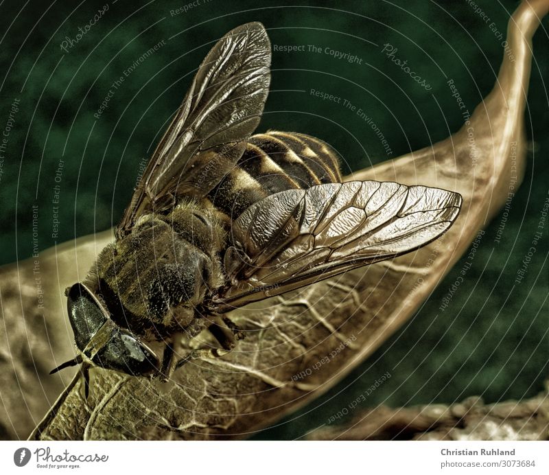 A fly on a leaf Fly 1 Animal Crouch Stand Esthetic Near Natural Green Orange Peaceful Calm Authentic Fear of flying Perturbed Elegant Creativity Ease Nature