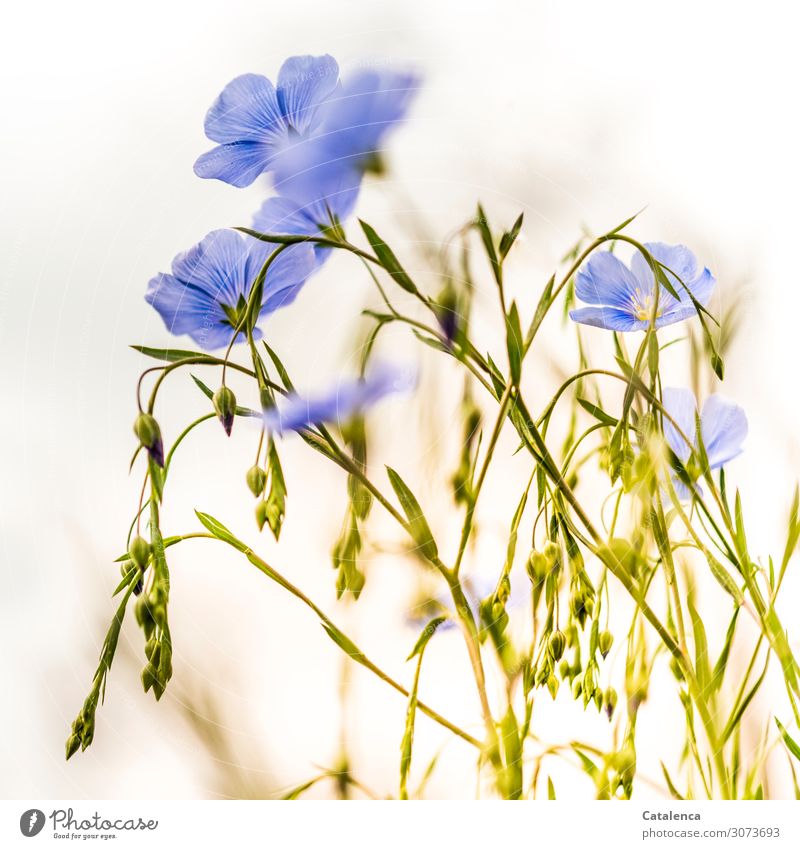 Sky blue flowers, the flowers of flax Food linseed Healthy Eating Nature Plant Summer Flower Leaf Blossom Agricultural crop Flax Fruit Sámen Garden Meadow Field