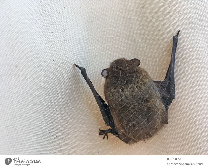 Freezing Bat... Summer Garden Animal Wild animal Claw Paw 1 Freeze Hang Sleep Esthetic Athletic Authentic Healthy Beautiful Cuddly Small Near Muscular Cute