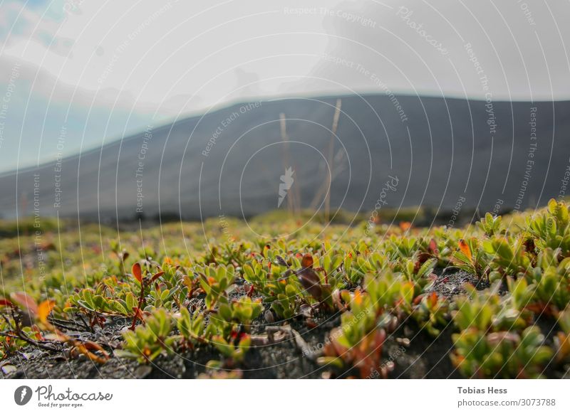 Hverfjall in Iceland Environment Nature Landscape Plant Animal Earth Summer Beautiful weather Grass Bushes Moss Mountain Happiness Spring fever Colour photo