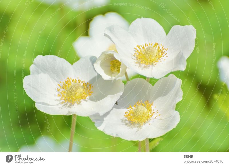 White Flowers Environment Nature Plant Blossom Blossoming blooming ecosystem Floral florescence Flourish inflorescence open flower Blossom leave Colour photo