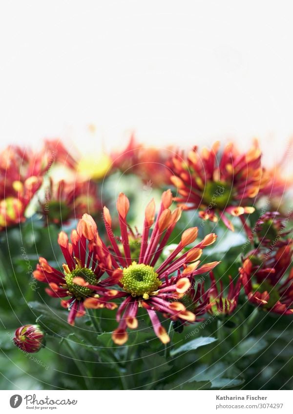 daisies Nature Plant Spring Summer Autumn Winter Flower Leaf Blossom Blossoming Illuminate Beautiful Yellow Green Orange Pink Red White Decoration Colour photo