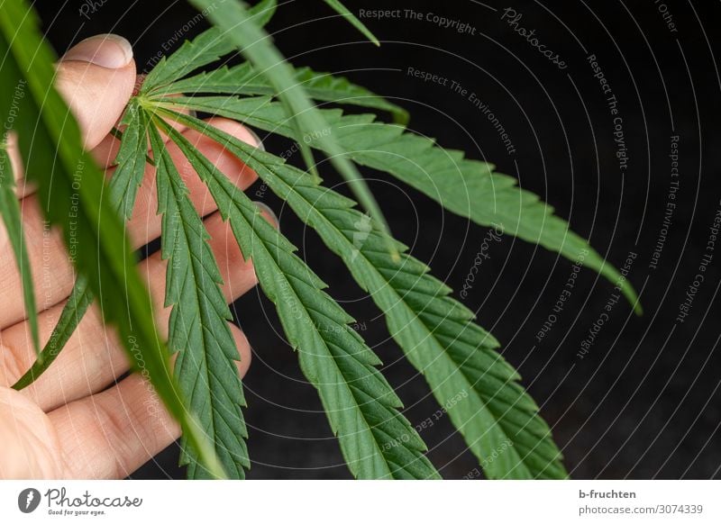 cannabis leaf Alternative medicine Health care Hand Fingers Plant Hemp Leaf Select Touch To hold on Free Fresh Together Rebellious Cannabis leaf Industrial Hemp