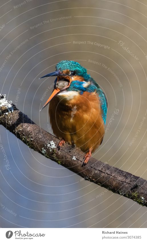 Kingfisher Animal Wild animal Bird 1 Teddy bear Telescope Souvenir Collection Gold Digits and numbers Adventure Multicoloured Close-up Deserted Animal portrait