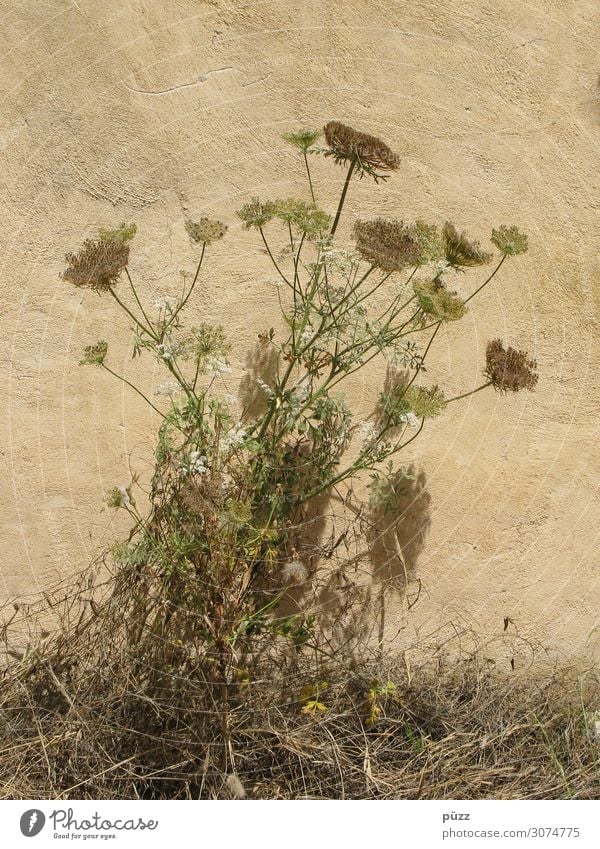 dried flowers Environment Nature Plant Summer Flower Grass Blossom Wild plant Village Deserted Wall (barrier) Wall (building) Facade Gloomy Dry Warmth Brown