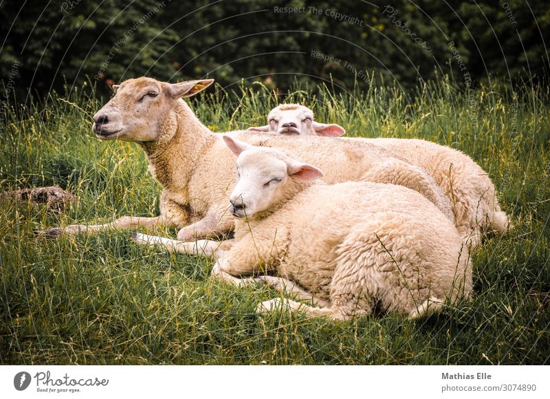 Group of sheep resting Summer Environment Nature Animal Grass Meadow Farm animal Pelt Zoo Petting zoo Sheep 3 Group of animals Baby animal Animal family