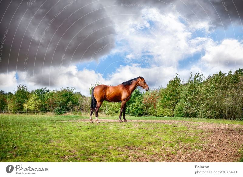 Brown horse standing on a green field Beautiful Summer Industry Group Nature Landscape Animal Sky Clouds Horizon Tree Grass Meadow Horse To feed Stand Bright