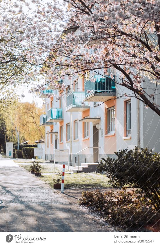 Spring #1 Tree Cherry tree Cherry blossom Park Europe Small Town Outskirts House (Residential Structure) Building Apartment house Pedestrian Street Blossoming