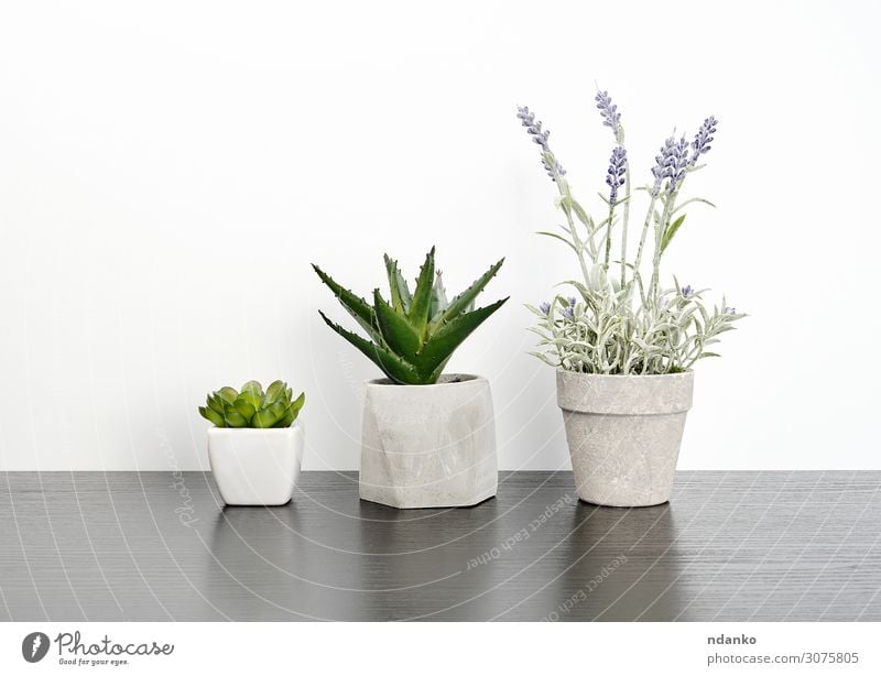three ceramic pots with plants on a black table Elegant Style House (Residential Structure) Decoration Table Office Nature Plant Flower Leaf Blossom Wood Growth