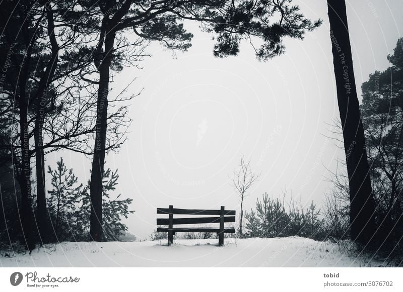 Winter idyll with view Nature Landscape Horizon Weather Fog Snow Tree Bushes Forest Dark Infinity Loneliness Idyll Far-off places Bench woodba