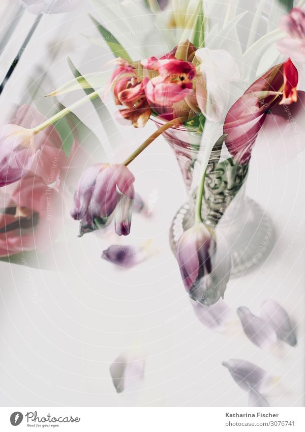 Tulips double exposure Work of art Nature Plant Spring Summer Autumn Winter Flower Leaf Blossom Bouquet Blossoming Illuminate Faded Yellow Green Violet Orange