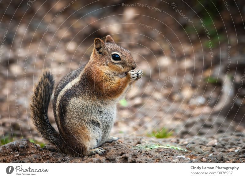 Bushy Striped Tail Chipmunk Animal Wild animal Animal face Paw Eastern American Chipmunk 1 Stone Eating Sit Authentic Fat Healthy Beautiful Cute Brown Yellow