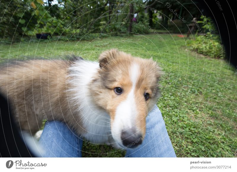 my little friend Animal Pet Dog Animal face Collie 1 Looking Cute Colour photo Exterior shot Day Animal portrait Looking into the camera