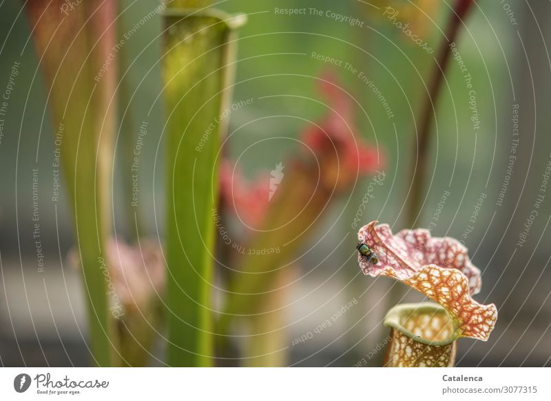 Still close | whether she crawls in after all? Nature flora fauna Fly Insect Blowfly Plant carnivorous plant Leaf Blossom Pitcher plants Green Orange Brown