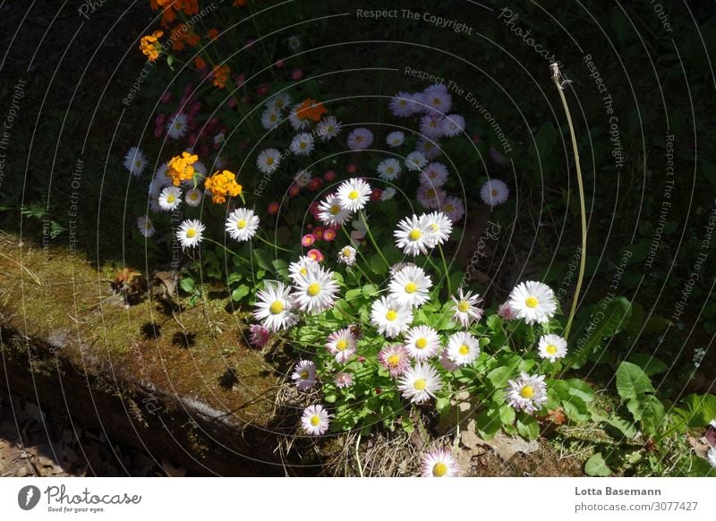 Daisies at the roadside Garden Nature Plant Spring Summer Beautiful weather Flower Grass Leaf Blossom Foliage plant Wild plant Daisy Dandelion Moss Park Meadow