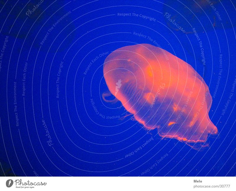 jellyfish Jellyfish Aquarium Pink Singapore Success underwaterworld