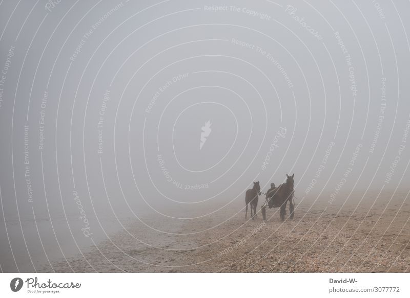 Horse racing with carriage in the fog on the beach horses Sports Fog Horseracing equestrian sport Beach foggy