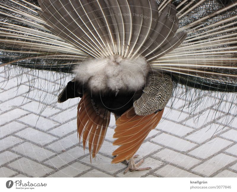 front hui... Animal Pet Peacock 1 Brown Gray White Rutting season Feather Caged bird tail feathers Rear view Colour photo Exterior shot Deserted Copy Space left